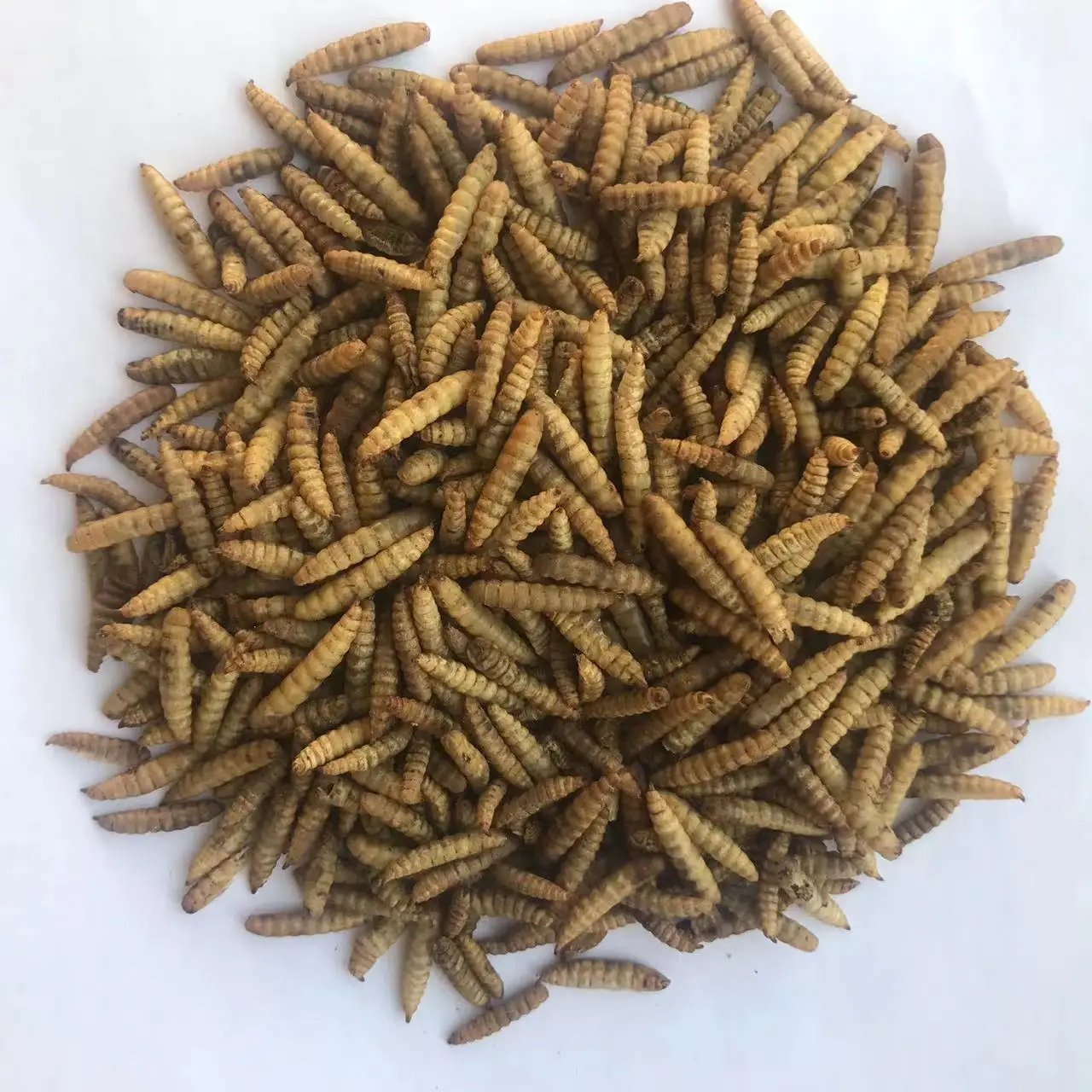 Черные солдатики личинки сушеные корм для животных пищевые съедобные черви