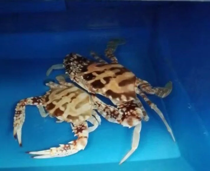 Factory supply seafood plastic crate crab lobster aquaculture folding stackable turnover box with lid plastic farming system box