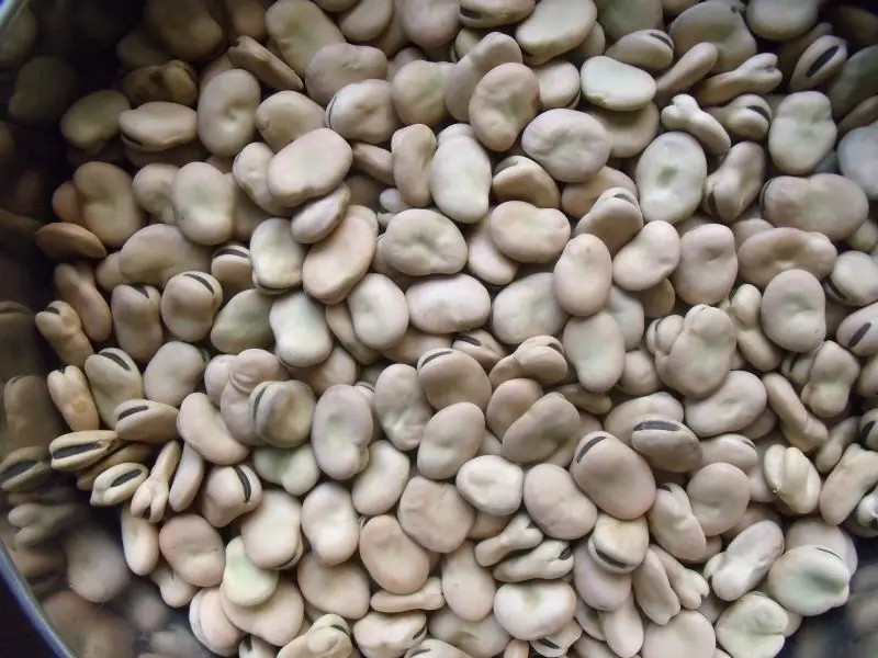 
Whole hulled split Broad Beans / fava beans / faba beans without insects 