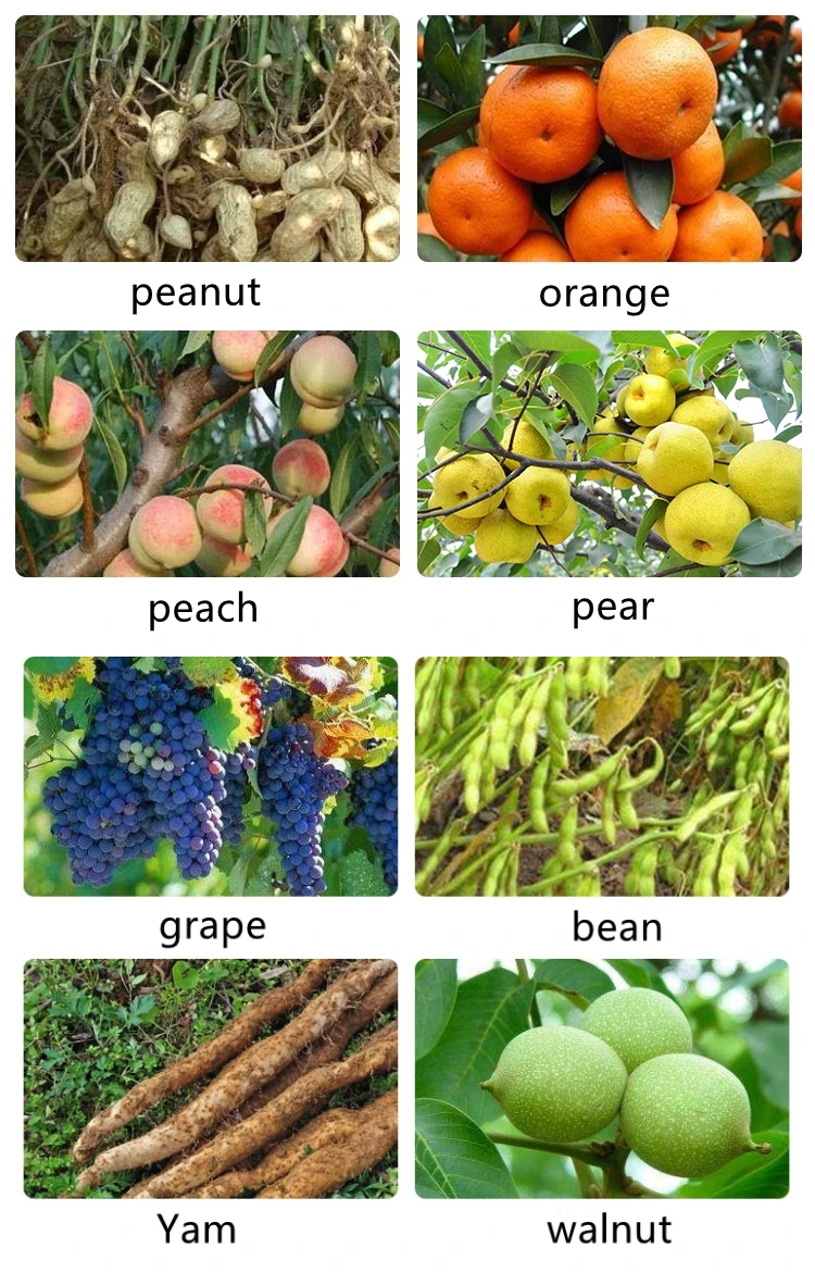 Seaweed fertilizer 100% Seaweed Extract powder, Leaf fertilizer