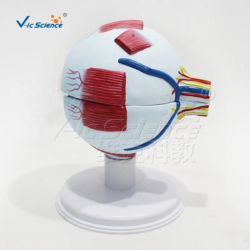 Eye 6 Parts human eye anatomy model eye anatomy model