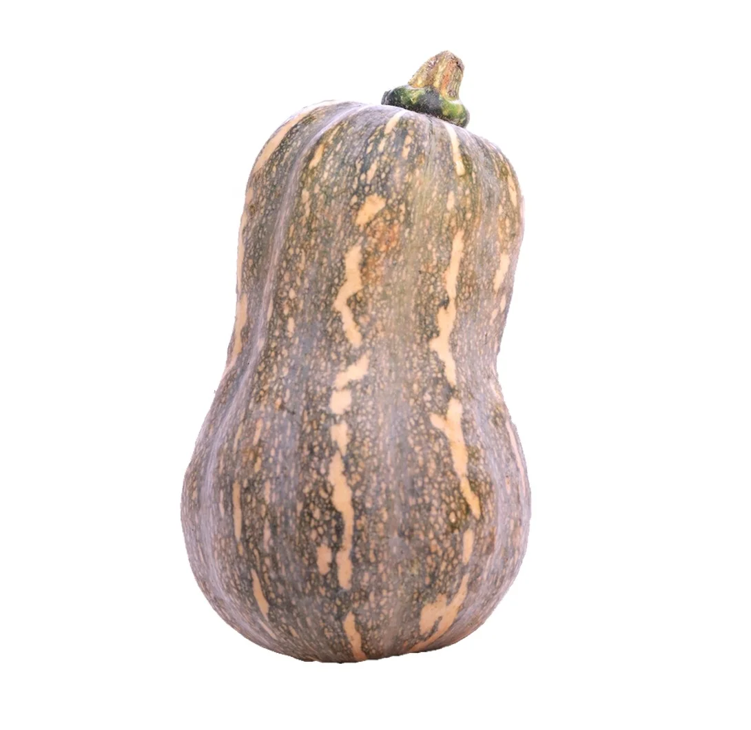 
Best Quality BUTTERNUT SQUASH Fresh vegetables and fruits Wholesale Suppliers 