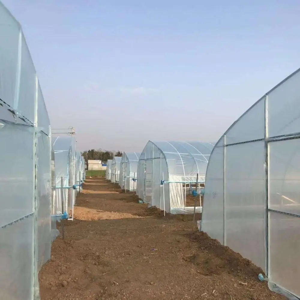 Mini Tunnel Greenhouse with Plastic Film and Galvanized Steel Frame for Vegetables/Flowers