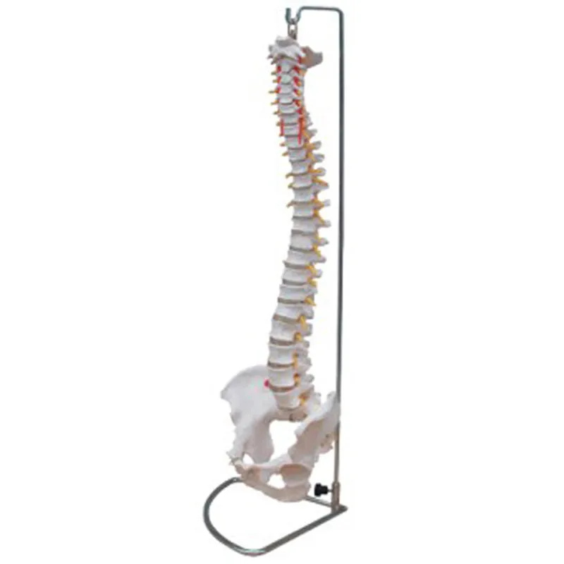 Bix-a1014 Flexible Life Size Human Skeleton Spine Model Cpr Trainer
