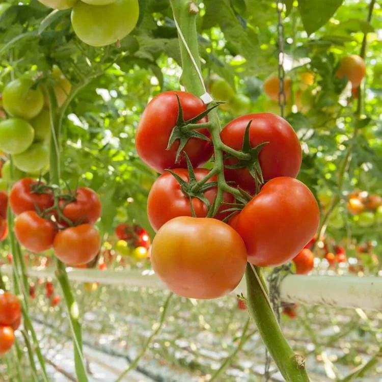 Protecting vegetables growing thailand agricultural greenhouse film tomato hydroponic greenhouse