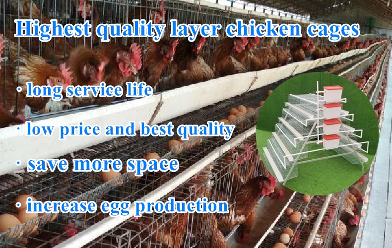 Welded Wire Mesh  Egg Layer Chicken cage Used For Hens