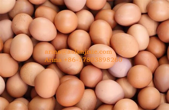 Best price chicken egg size grading classifier machine egg weight sorting machine