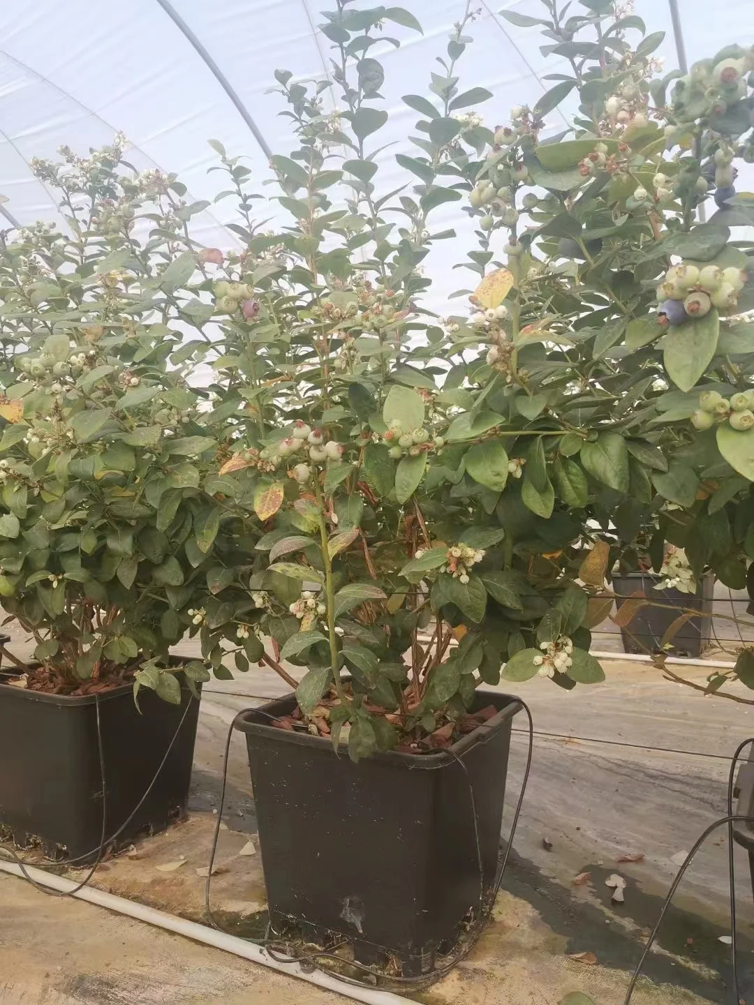 hydroponic kit  blueberry pot commercial greenhouse