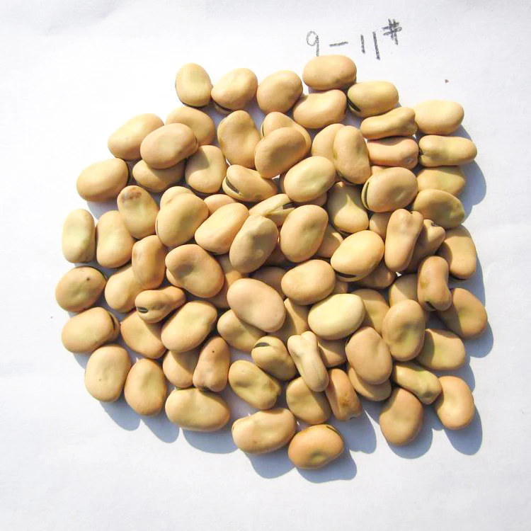 
Wholesale broad bean split peeled new crop 