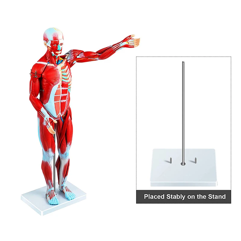 80 cm Human Anatomy Muscular Model With 27 Parts Of Human Muscle and Organ For Medical Learning