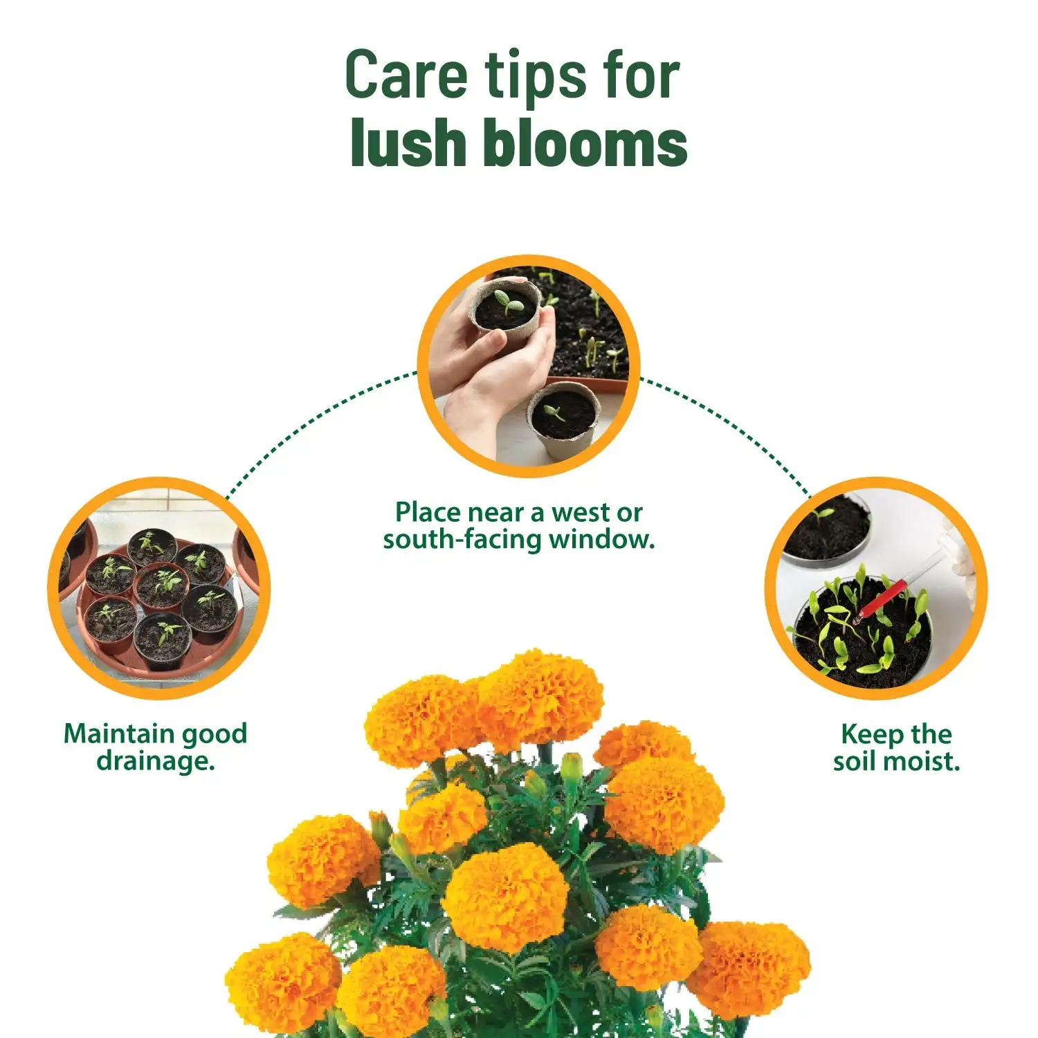Grow Your Own Plant Kit Treasures Marigold Kit Flower Plantable For Garden Growing Kit