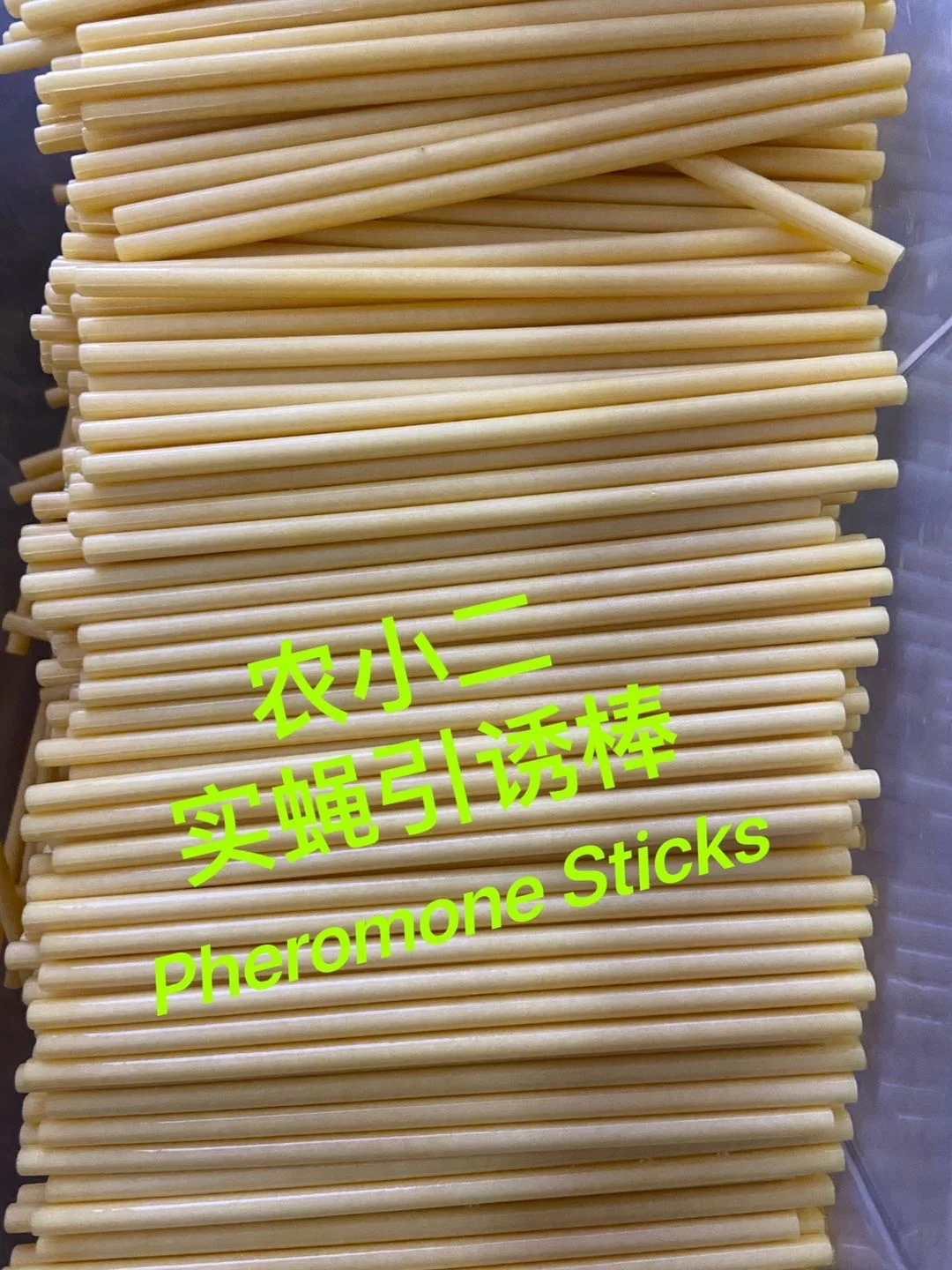 Hot sales mini fruit fly trap head with pheromone stick for Bactrocera Dorsalis from manufacturer