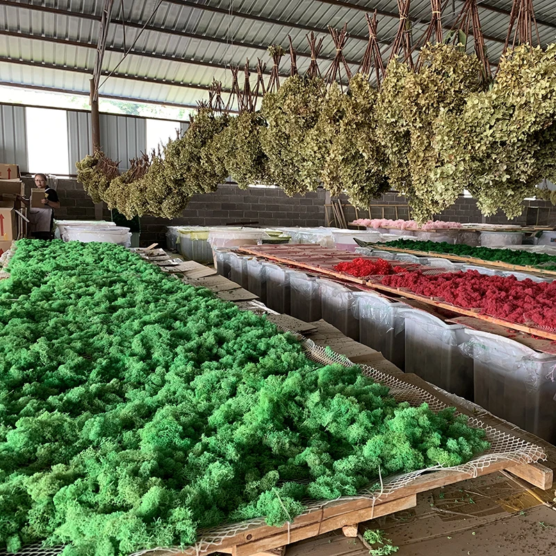 Yunnan Culinan оптовая продажа Искусственный мох настенный декоративный сушеный