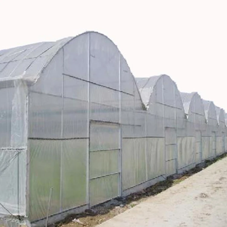 multi span film greenhouse grow vegetables commercial modern seedlings vegetables flowers  multi span greenhouse