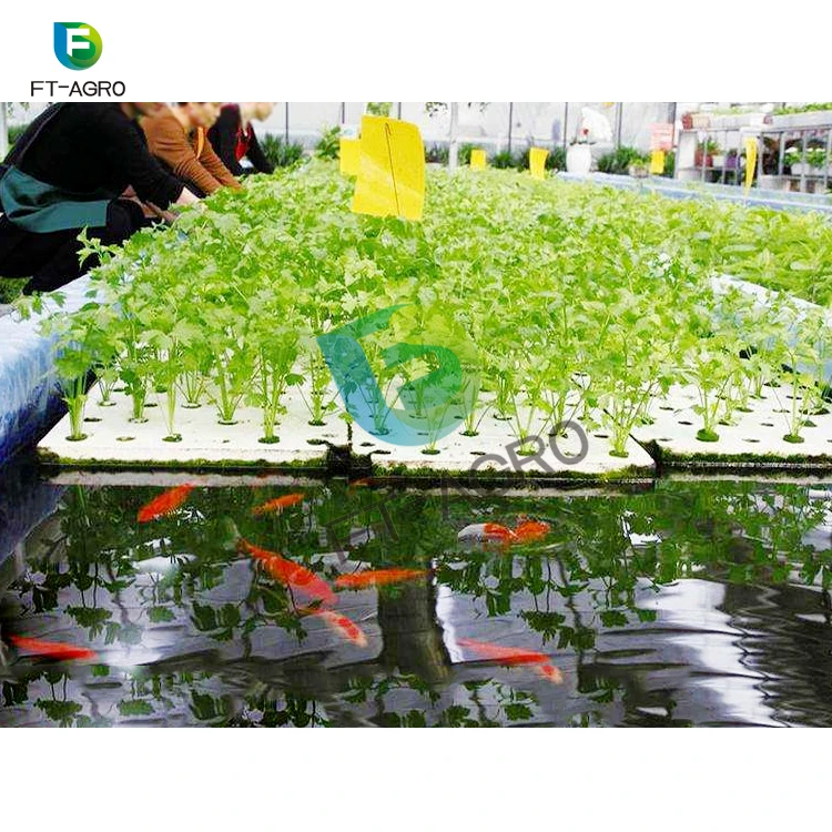 Fish and vegetable co-existing system aquaponics agricultural greenhouse