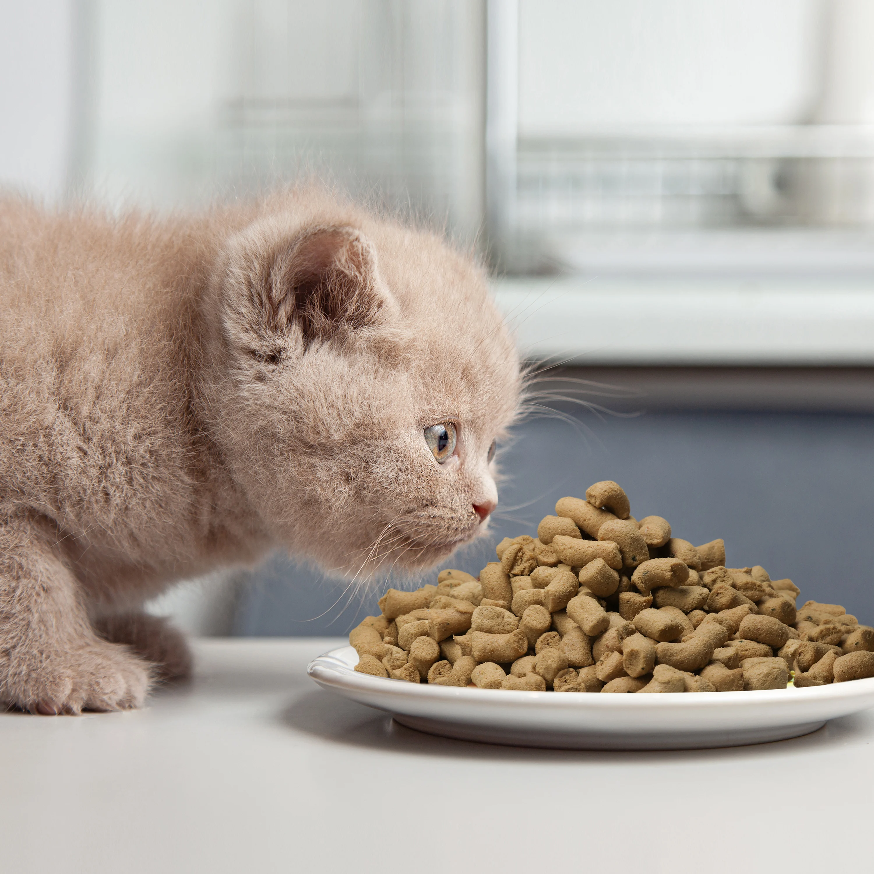 OEM ODM Chinese Low Price Pet Food Various Flavors Multiple recipe high Protein Content adult dog food freeze Dry Pet Dog Food