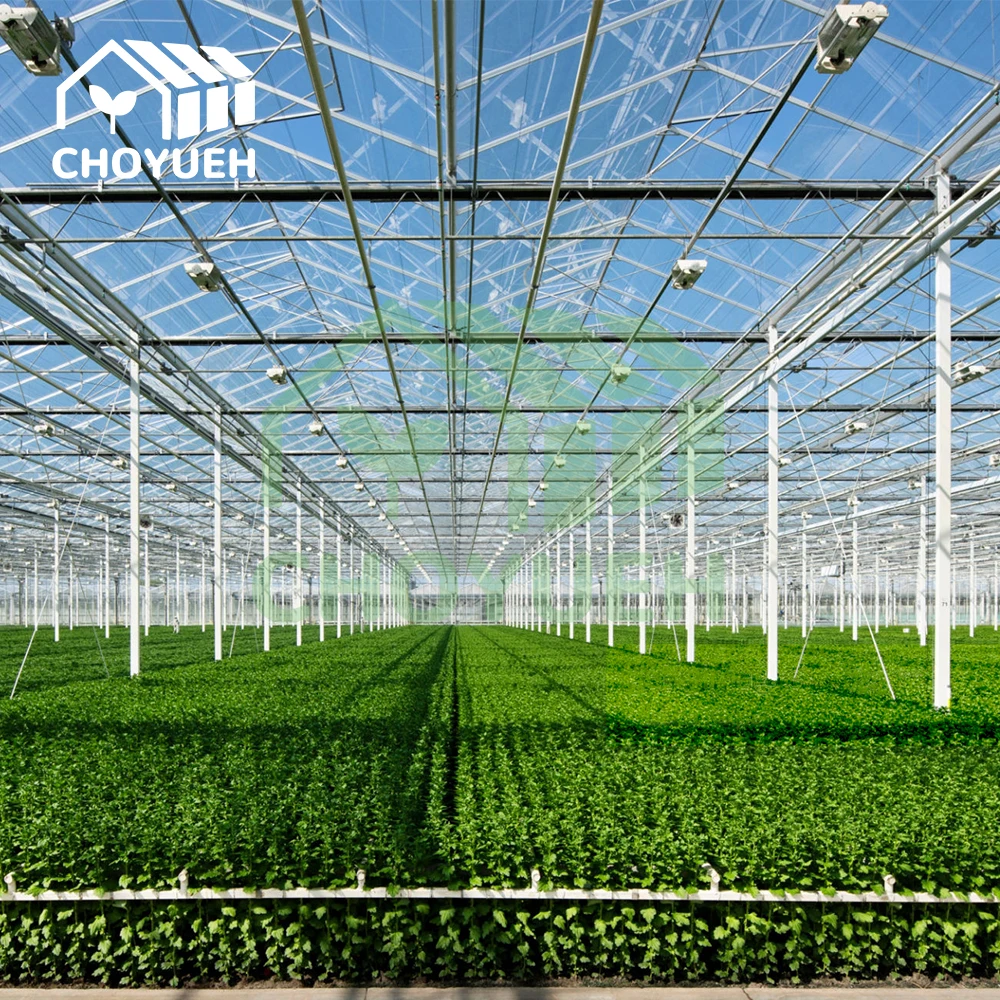 CHOYUEH an Innovative Solution for Enhanced Seedling Production Peanut Seedlings: the Efficient Rolling Seedbed.