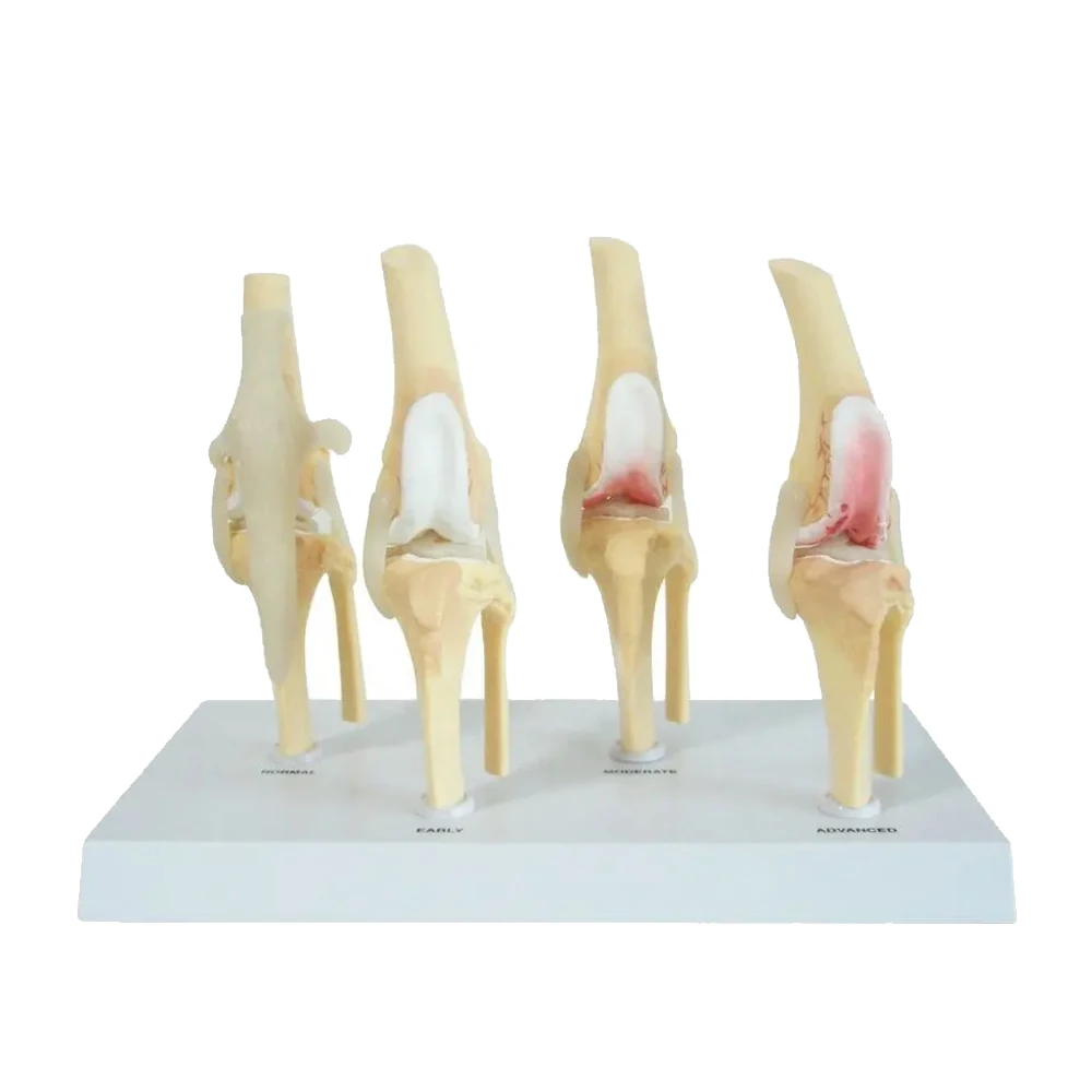 Dog Four Stage Knee Arthritis Model Anatomical Model Knee Joint Animal Models