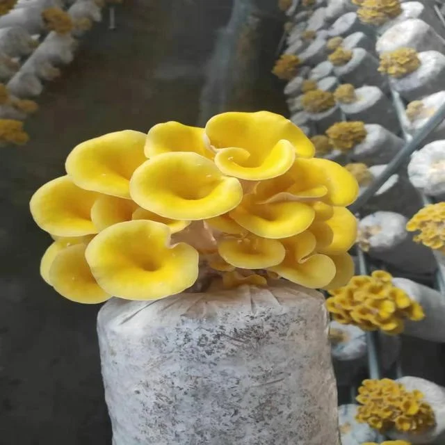 Top Quality cultivated mushroom sawdust spawn growing bag Pleurotus ostreatus spawn seed