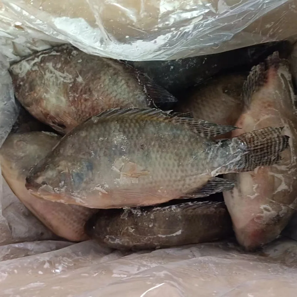 wholesale Frozen Black Tilapia IQF/Bulk Frozen Tilapia fish
