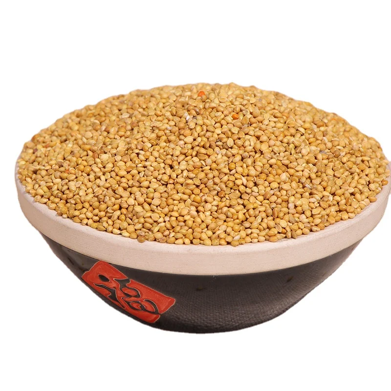 Chinese Yellow Broomcorn millet is native  and can be used as food for birds seeds