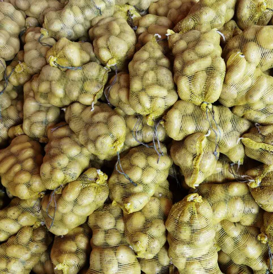 New crop fresh potato 80/150g China hot sale Holland potato export