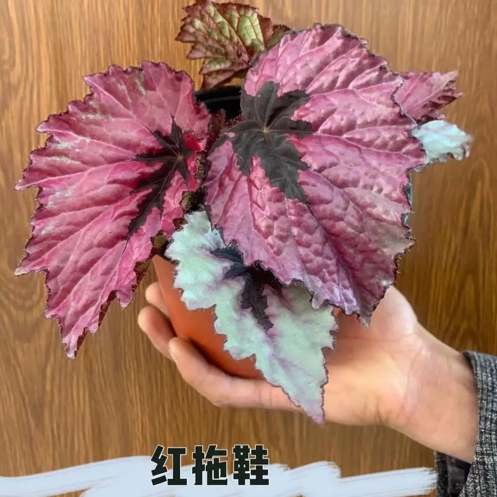 Оптовая цена, живой ризомат Бегония