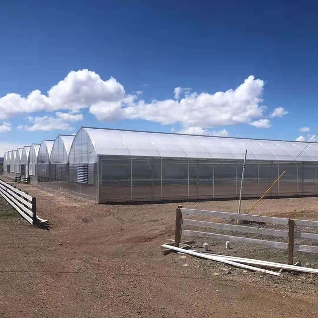Multi-span Greenhouse Was Used To Grow Fruits And Vegetables In a Snow Resistant And Durable Hot Dip Galvanized Greenhouse