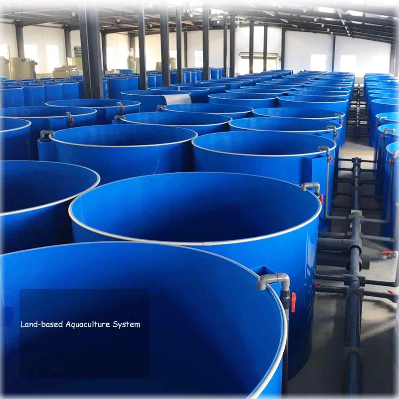 Indoor 300m3 Sea-bass Pisculture fish farming for koi fish and Recirculating Aquaculture System Price