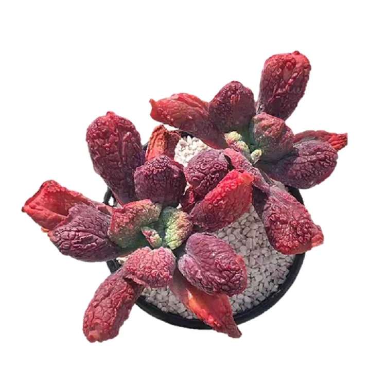 
Hot selling 2020 New Arrrivals wholesale greenovia succulents live set natural plants 