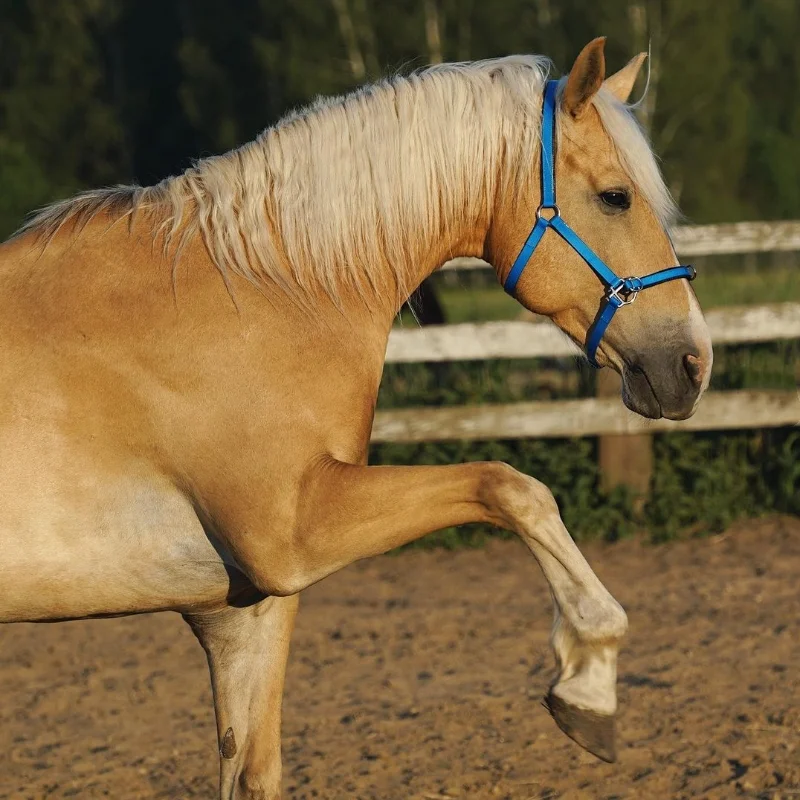 High quality ponies horse riding equipment nylon Horse accessories Halter bridle halter for horse