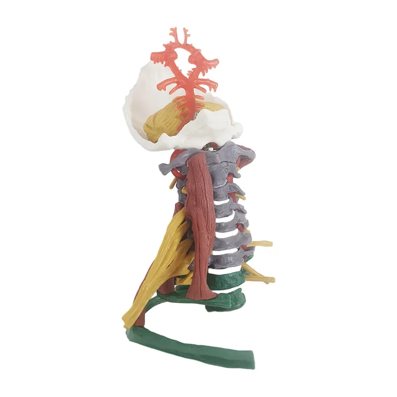 Life Size Colored Cervical Vertebra Model With Nerves and Muscles