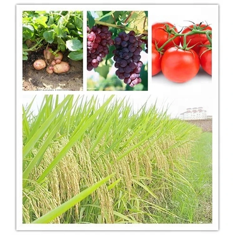 Plant growth hormones ga3 gibberellic acid purity 90 % for sale