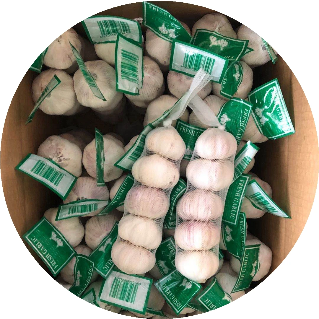 High Quality Low Price of Fresh Organic Normal White Garlic