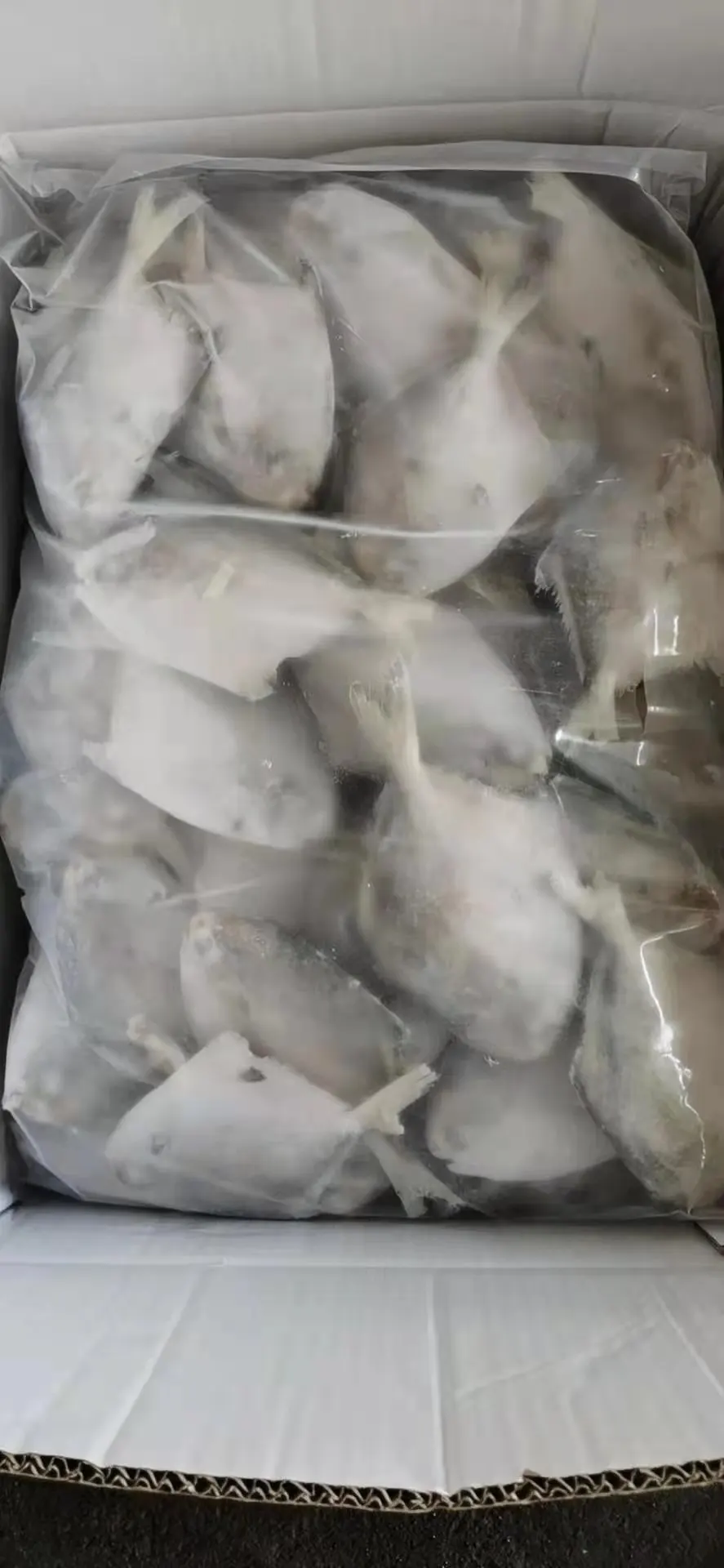 Frozen Silver White Pomfret Frozen Seafood