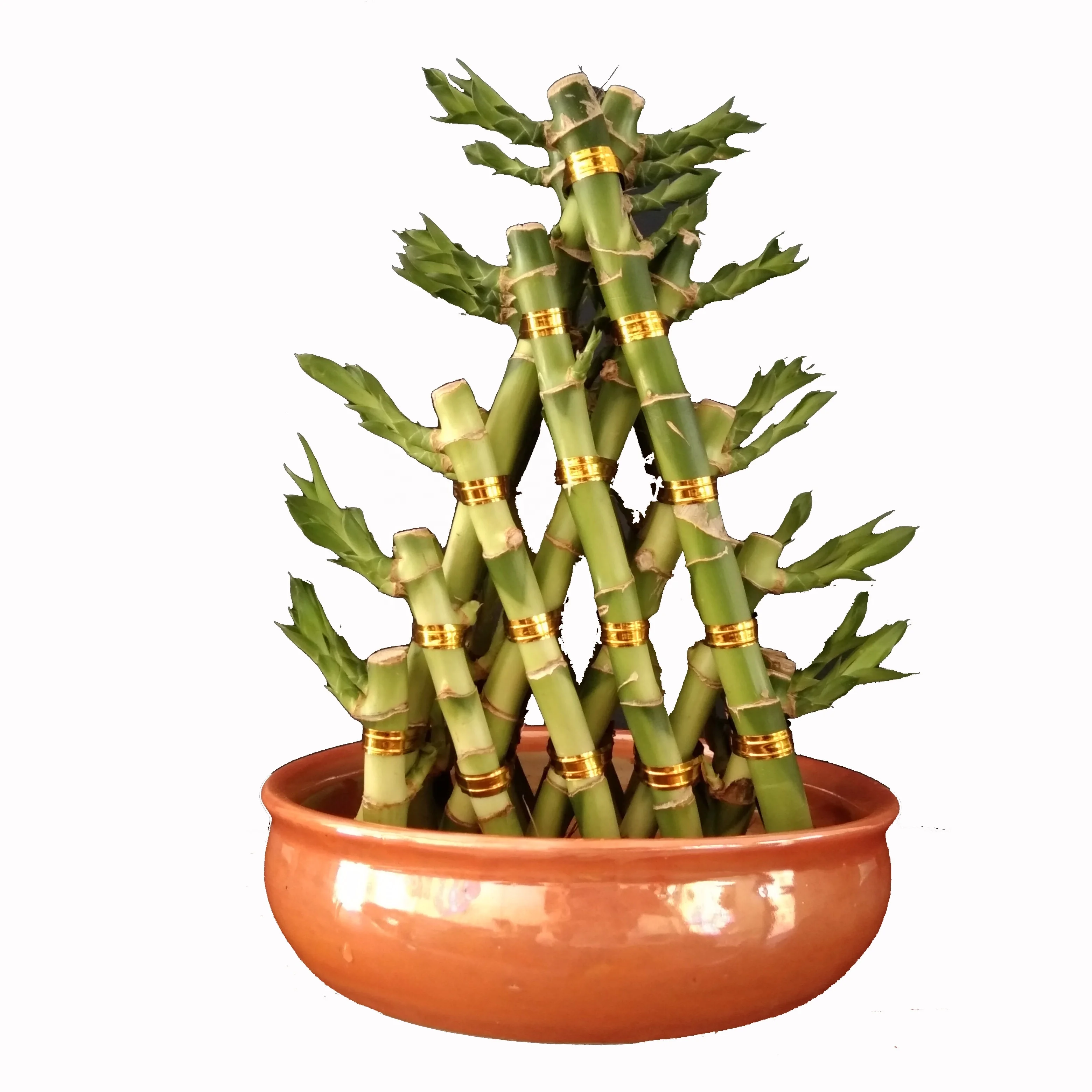 
Zhanjiang Indoor pyramid Bamboo Factory Lucky Bamboo pyramid Green Spiral lucky bamboo dracaena sanderiana 