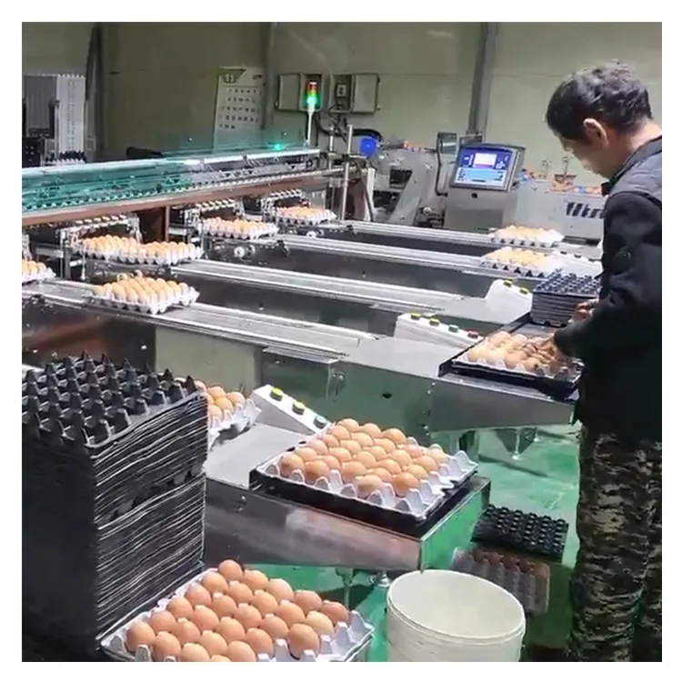 Multifunctional Automatic Egg Grading Packing Machine 500 Capacity New and Used for Chicken Egg Sorting and Packing