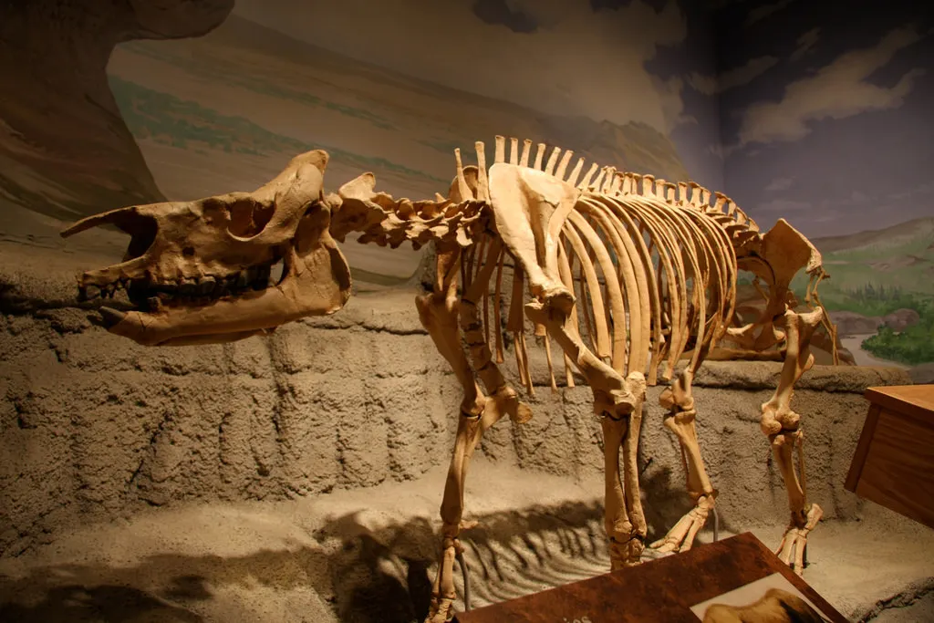 Professional Factory Customized Realistic Exhibition Dinosaur Skull Bone Fossil Dinosaur Skeletons
