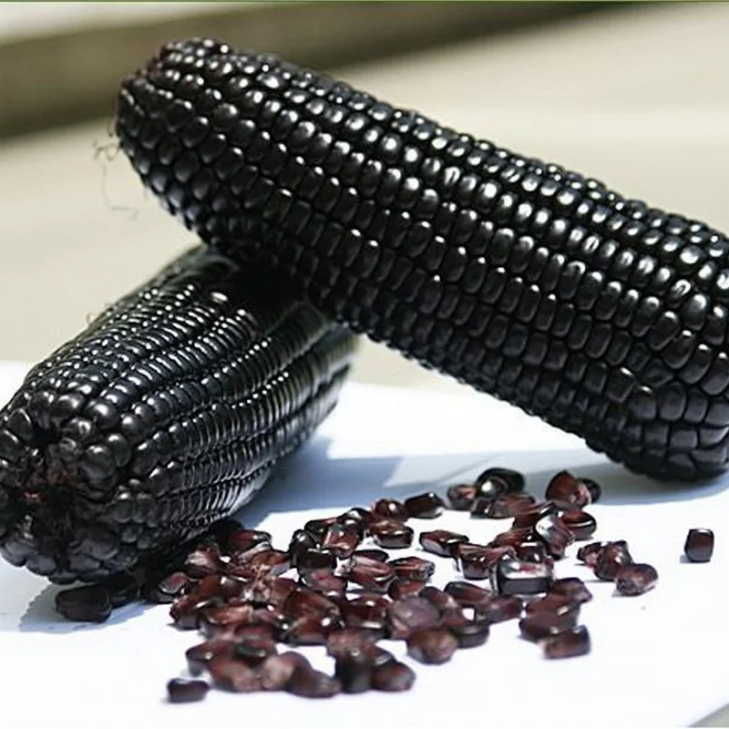 China factory sweet corn manufacturer fresh purple corn