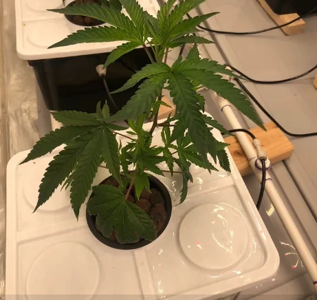 High Quality Hydroponic Growing System Greenhouse Dutch Bucket Dutch Barrels