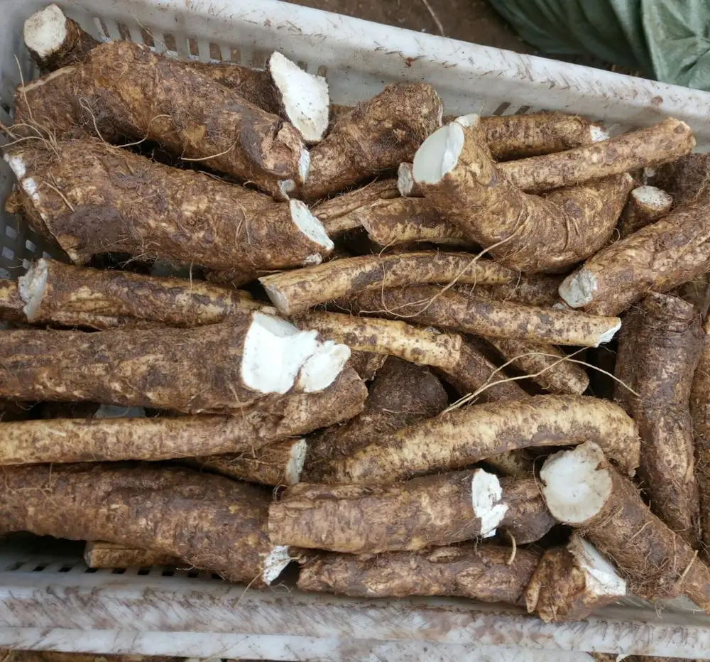 Raw material fresh horseradish roots