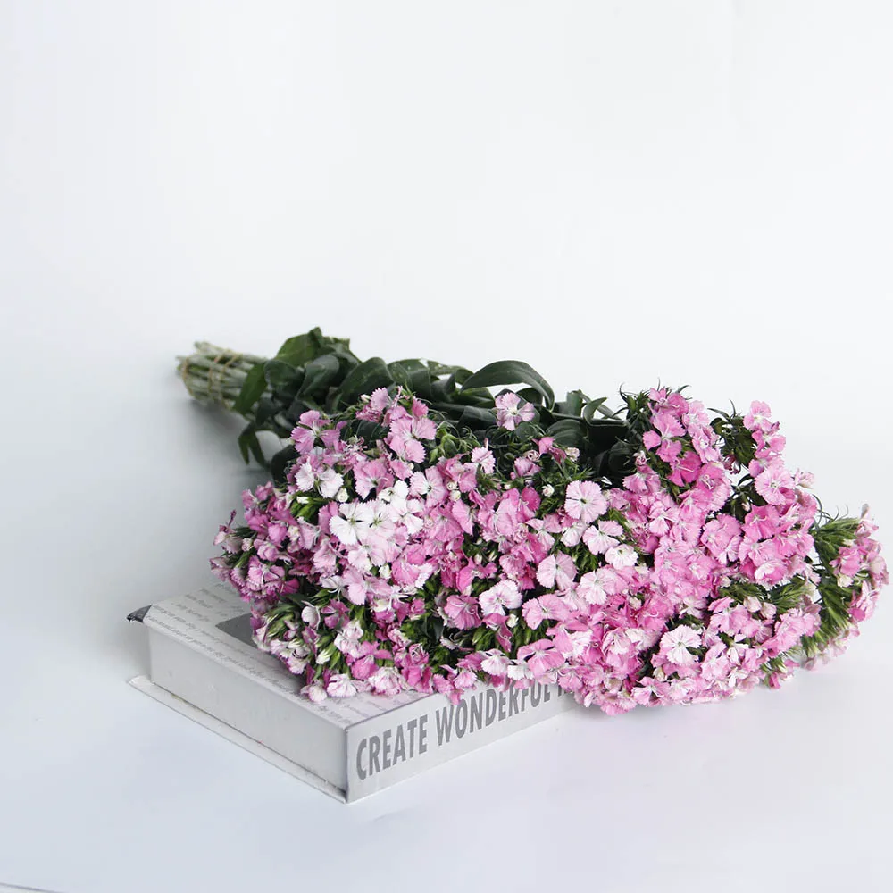 High quality Fresh Cut Flowers Barbatus ornamental plants From Kunming