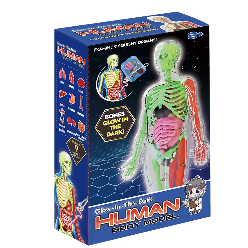 New School Biological Teaching Aids Glow in the Dark 3D Human Body Anatomy Toy for Kids