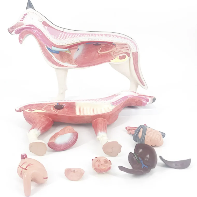 B026 dog anatomy model