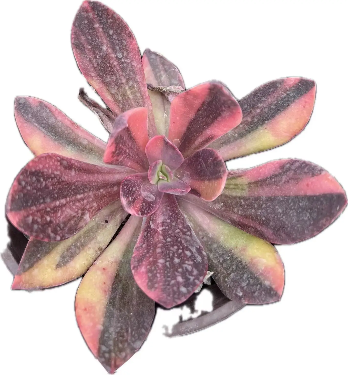 New variety special offer - Echeveria fasciculata var. - a lively addition to your garden corner.