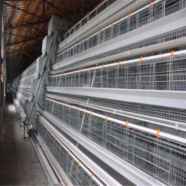 Professional R & D and production of automation equipment layer chicken cage for chicken farm