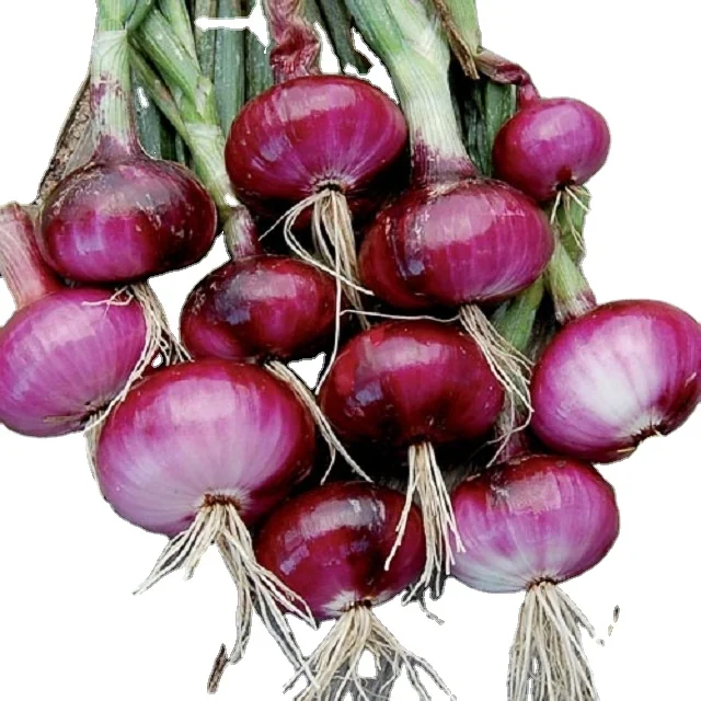 Indian High Quality Premium New Crop Fresh Red Onions for Sale Mumbai 10 kg /20 kg Nasik at Best Price