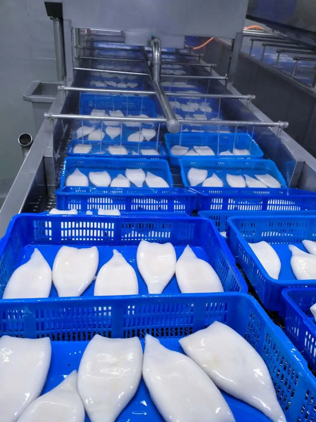 IQF Frozen Squid Tube U3 Frozen Peru Squid for Indonesia Market