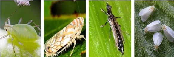 
imidacloprid pesticides price , imidacloprid 97% tech 