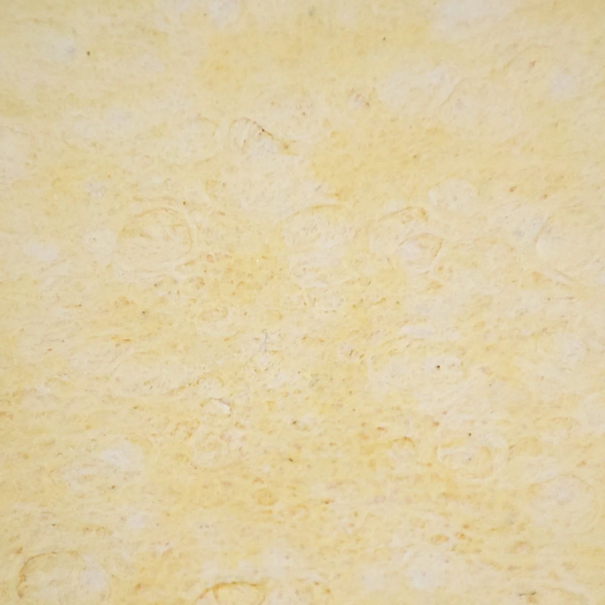 
biodegradable compressed cellulose sponge for bacterial culture 